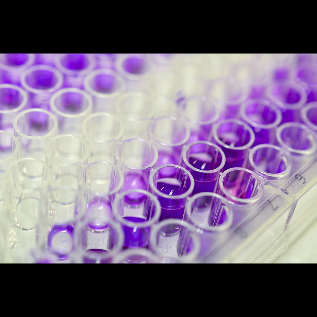 Human Laminin 5 ''LN 5'' ELISA Assay   24 wells plate ''trial size''