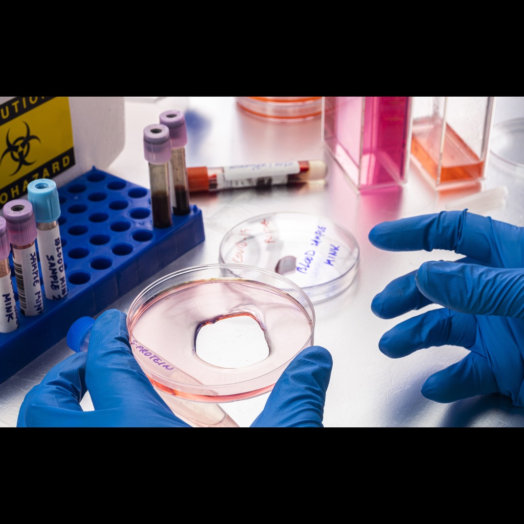 E. Coli Recombinant Human JAK2 Protein, FLAG/Avi tagged, Biotin labeled   20 ug